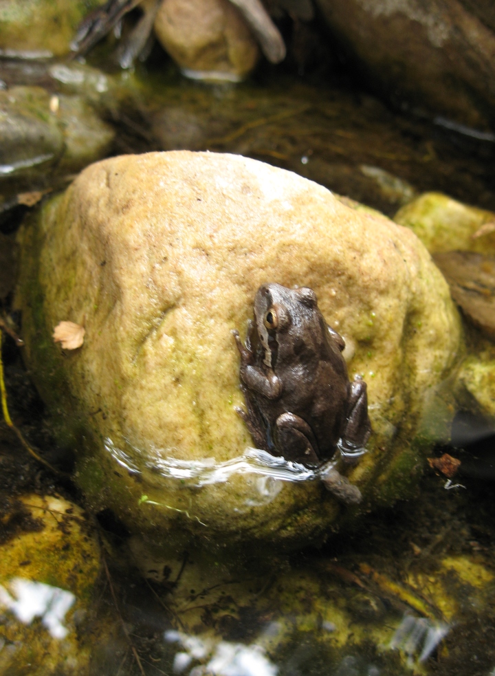 Pacific Tree Frog